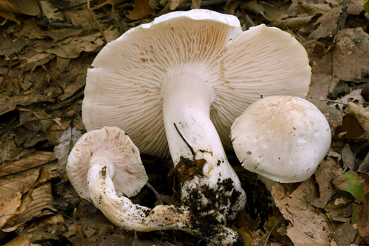 tricholoma columbetta