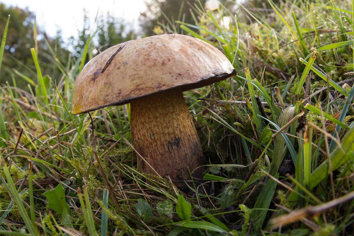 boletus luridus