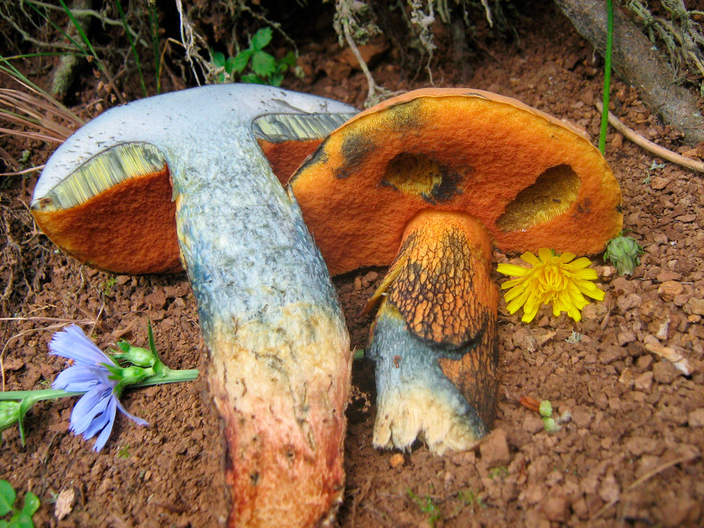 boletus luridus