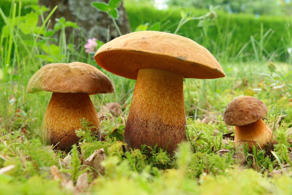 boletus luridus