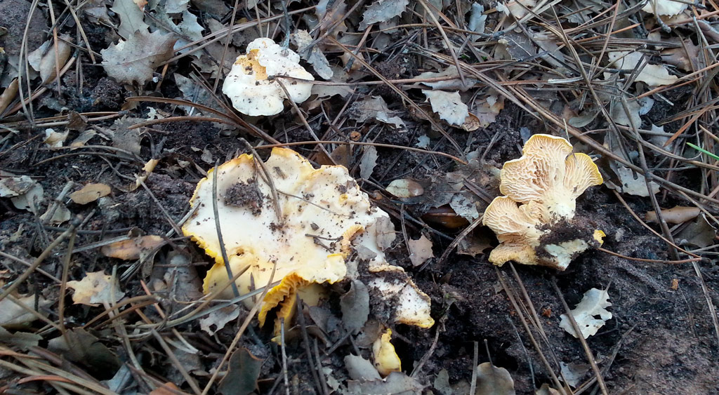 cantharellus pallens