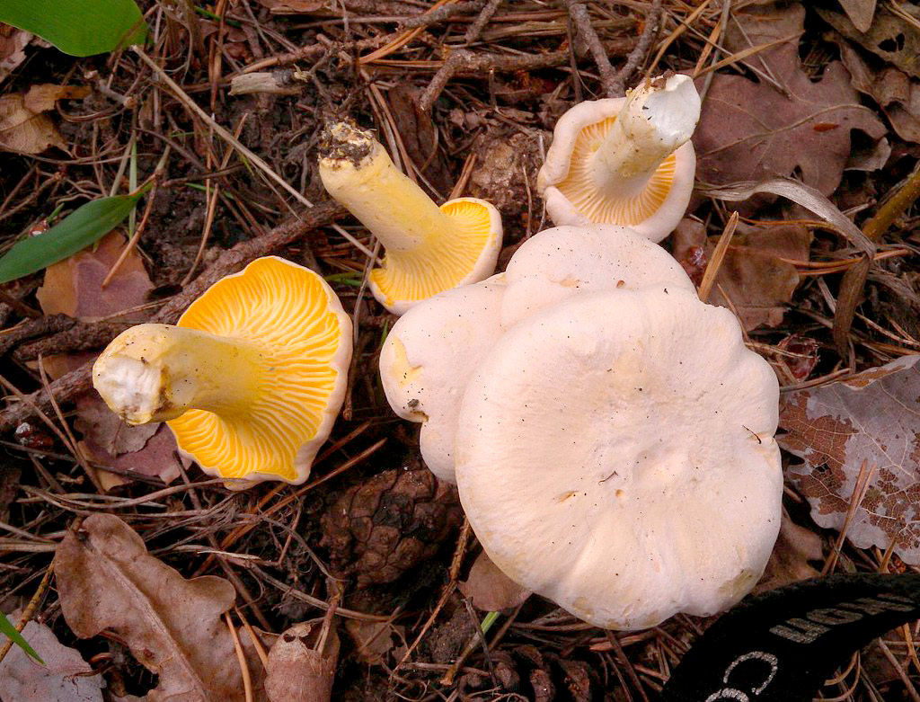 cantharellus pallens