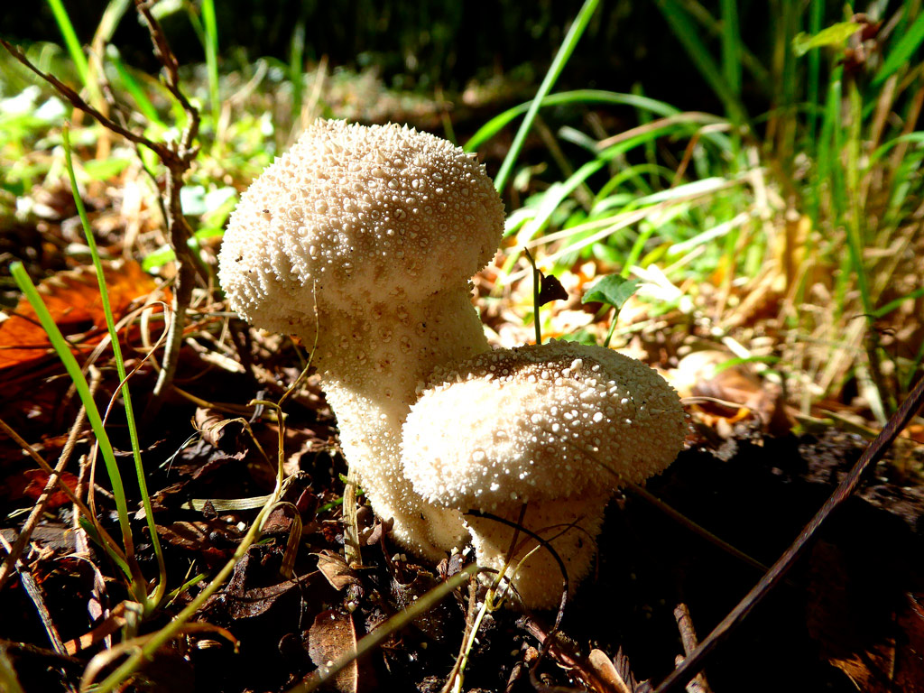 lycoperdon perlatum