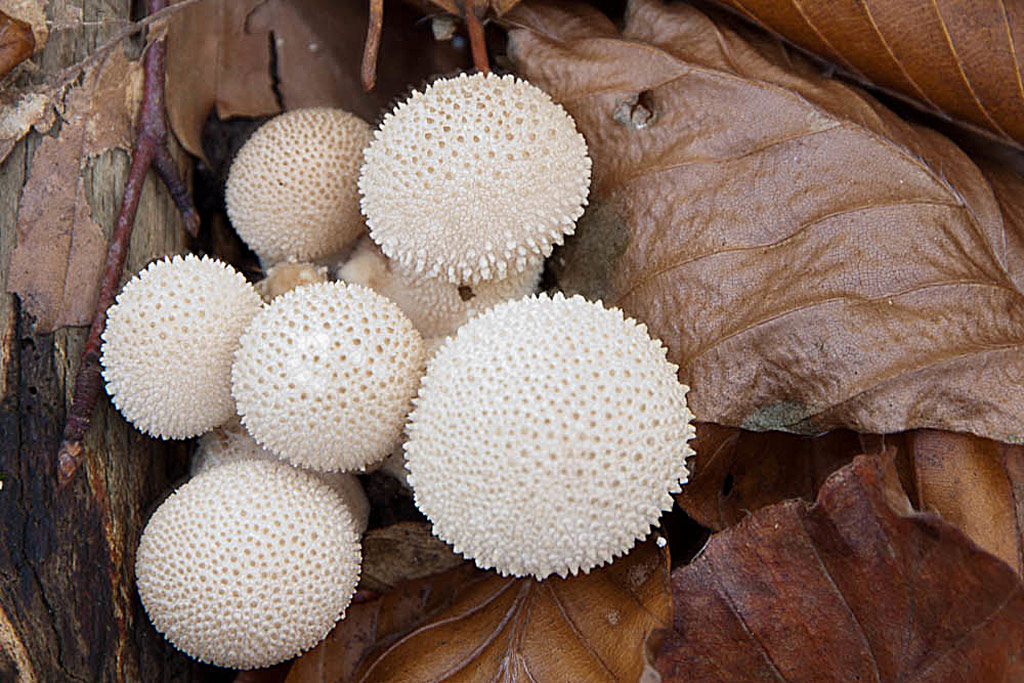 lycoperdon perlatum