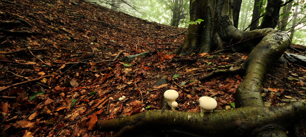 lycoperdon perlatum