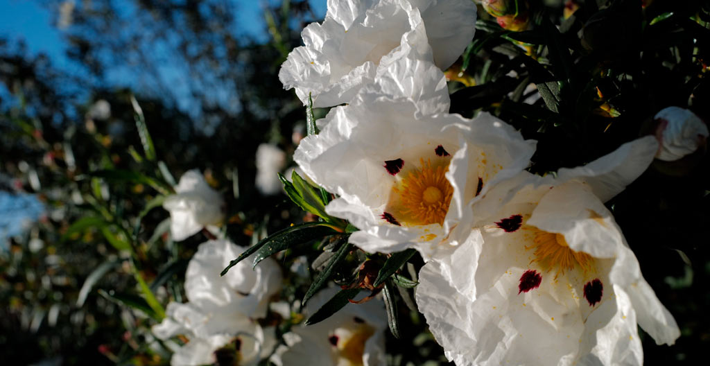 flor cistus ladanifer