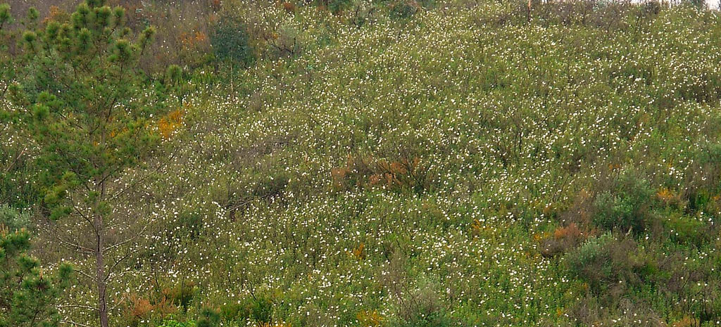 habitat cistus ladanifer