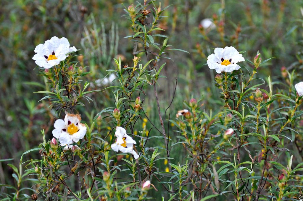 cistus ladanifer