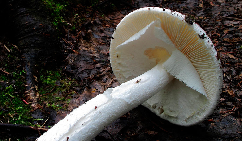 amanita virosa