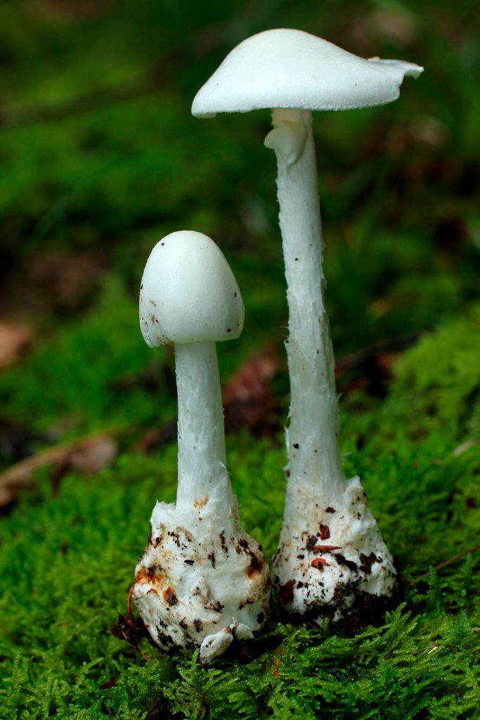 amanita virosa