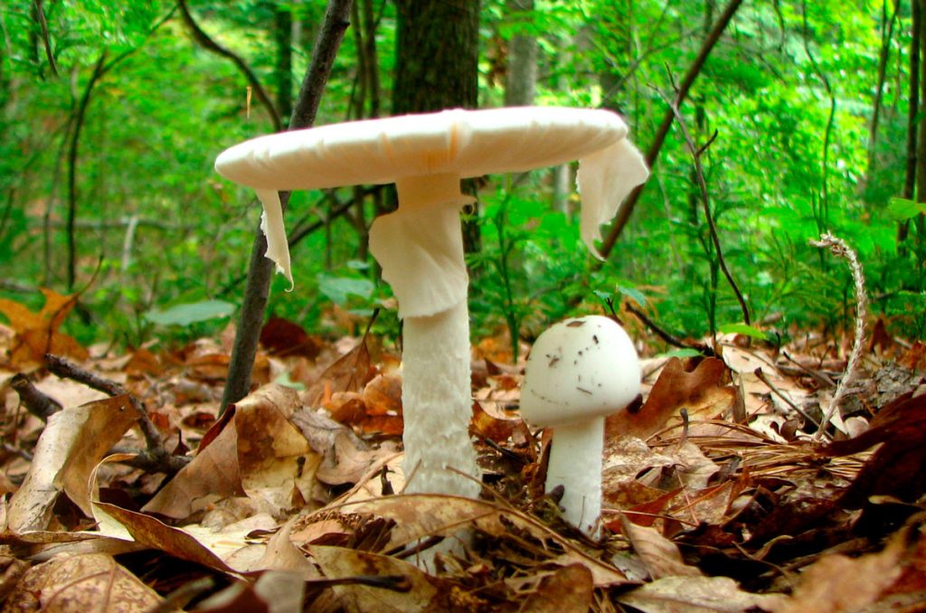 amanita virosa