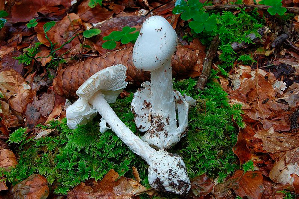 amanita virosa