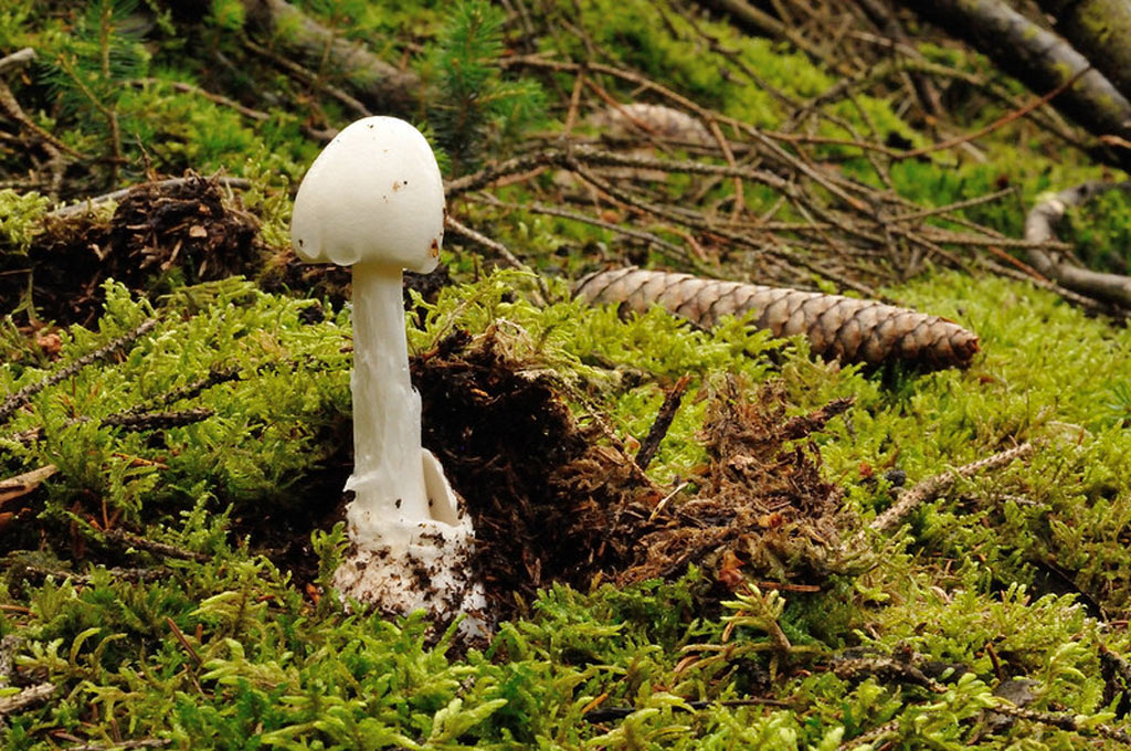 amanita virosa