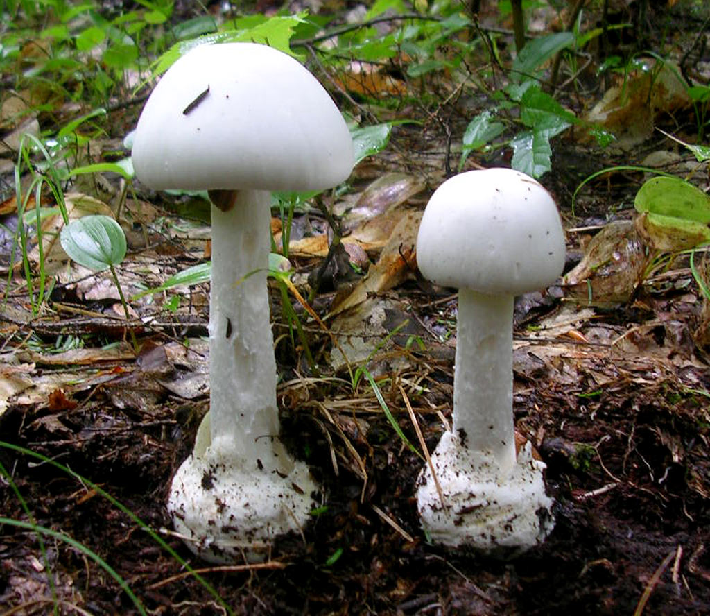 amanita maloliente