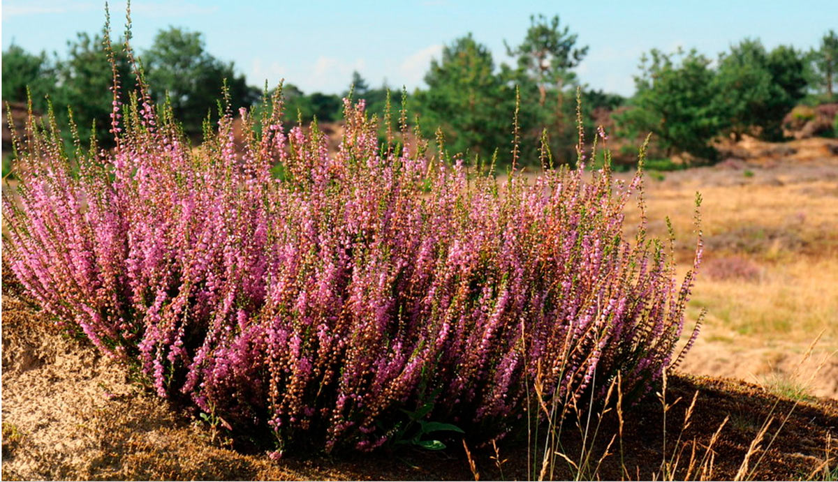 calluna vulgaris