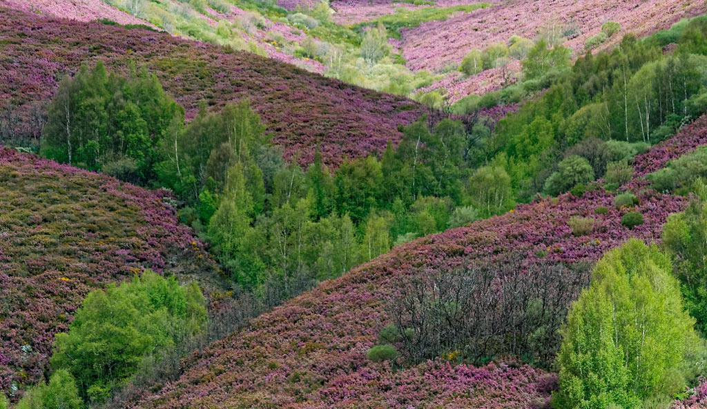 brezos en flor