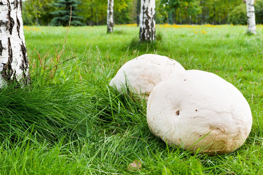 calvatia gigantea