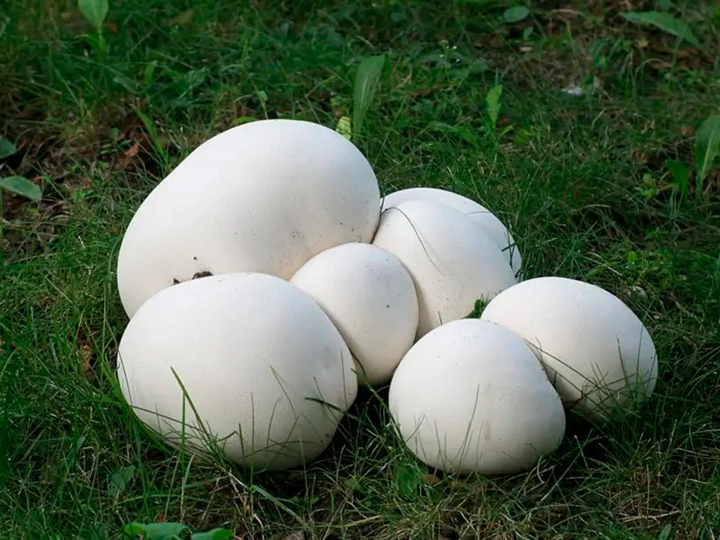 calvatia gigantea