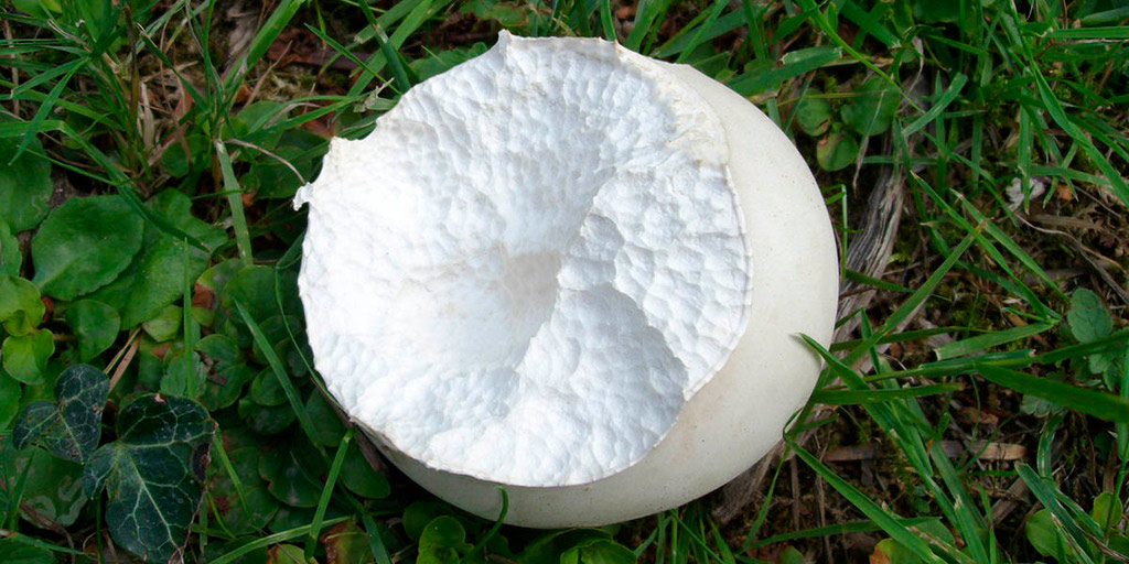 calvatia gigantea