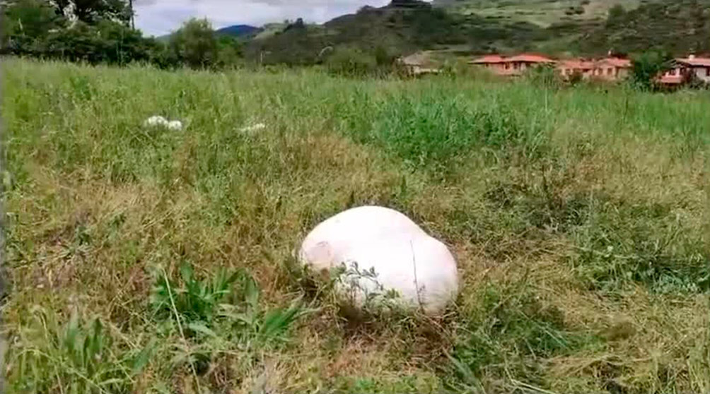 habitat calvatia gigantea