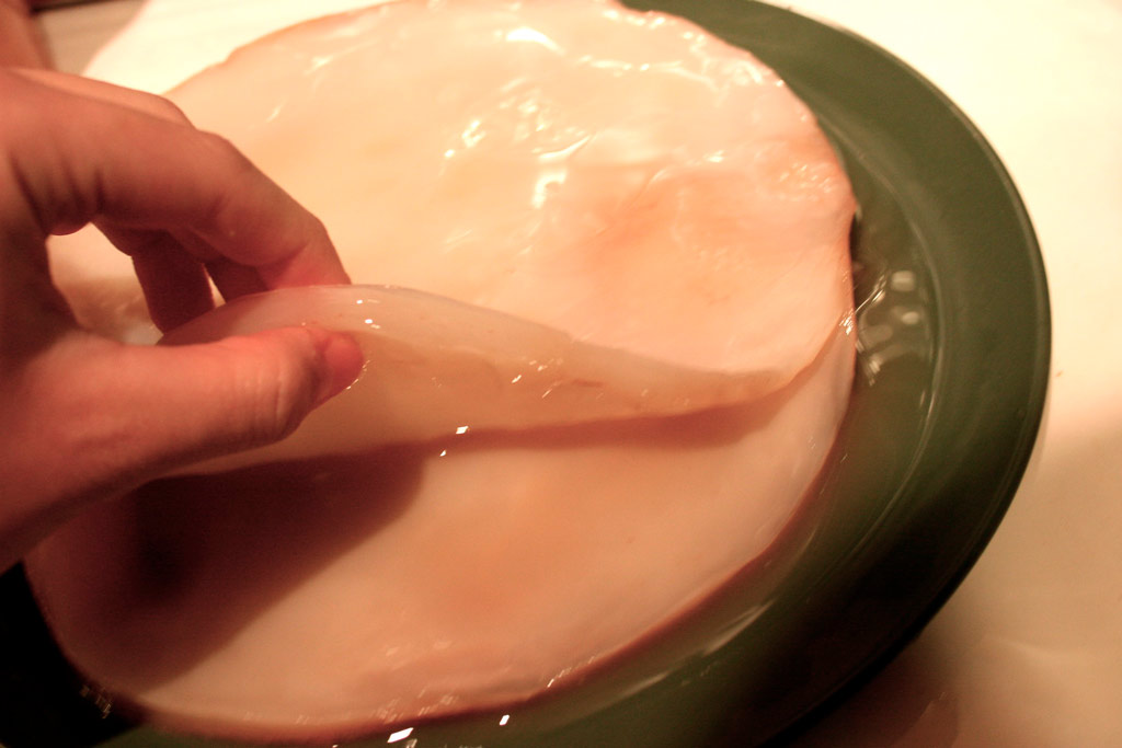 scoby de kombucha