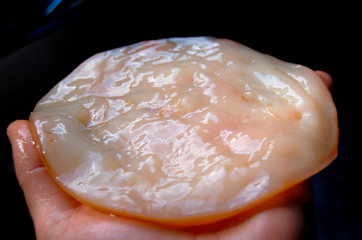 scoby 