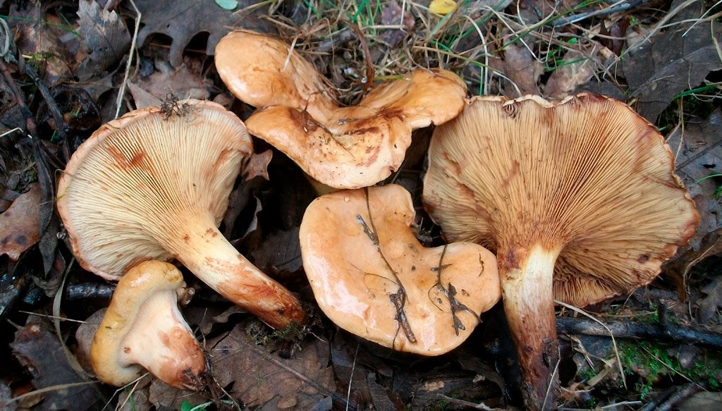 paxillus involutus