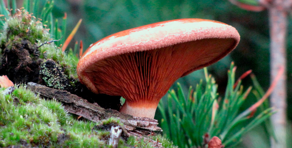 seta venenosa paxillus involutus