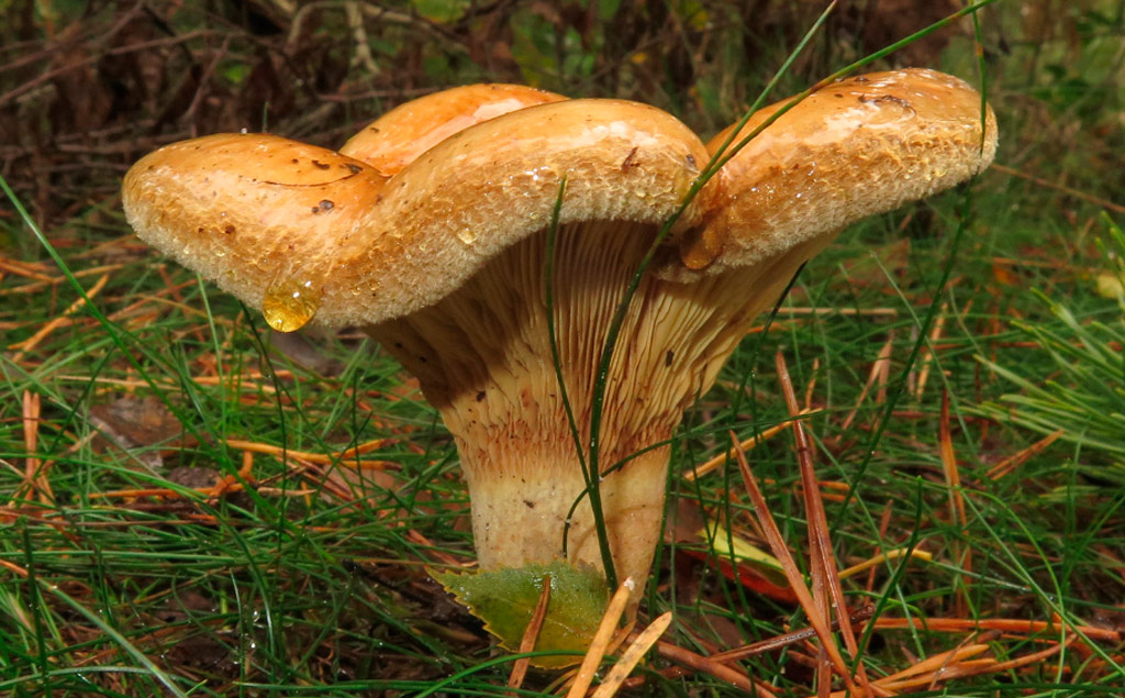 seta venenosa paxillus involutus