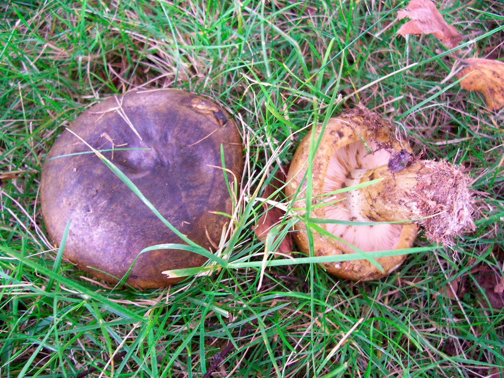 paxillus involutus