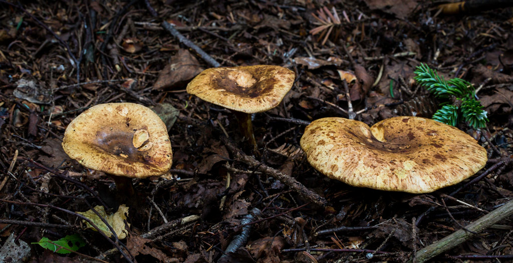 paxillus involutus