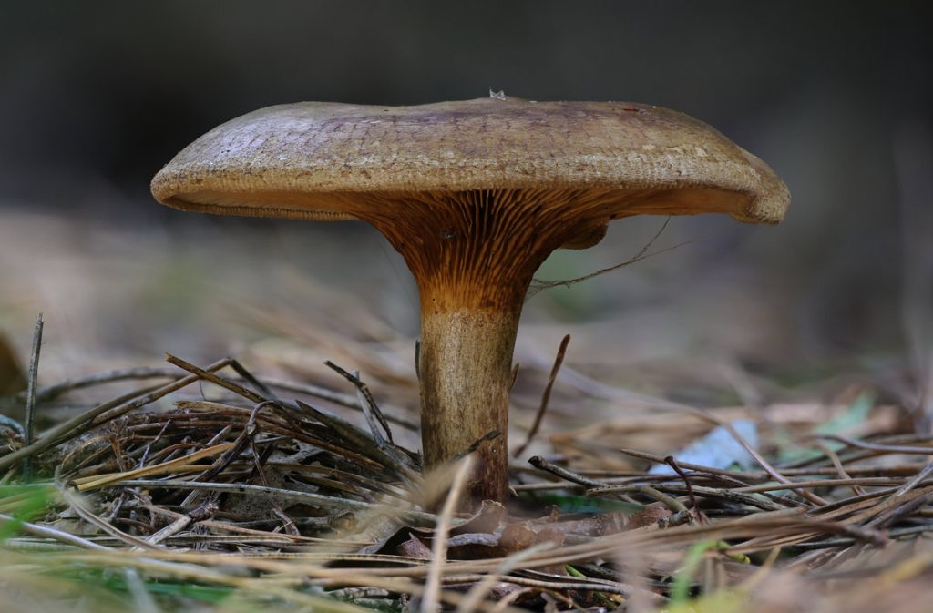 seta venenosa paxillus involutus