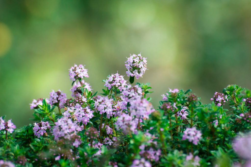 thymus vulgaris TOMILLO