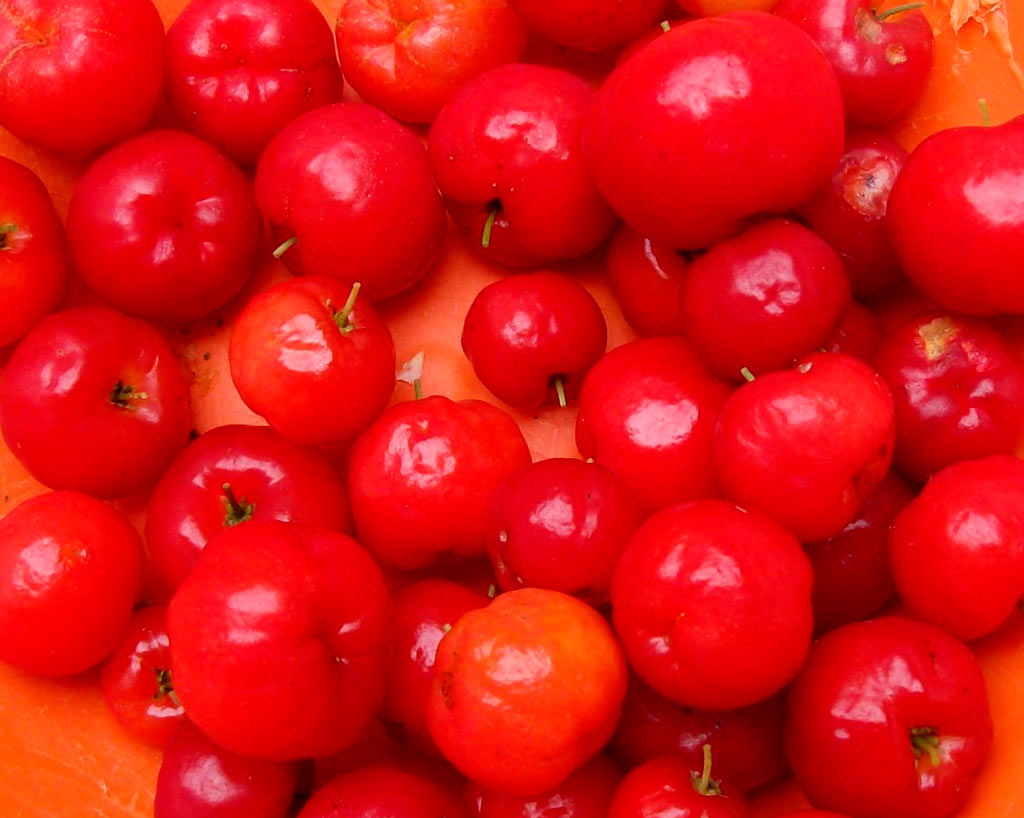 fruta acerola