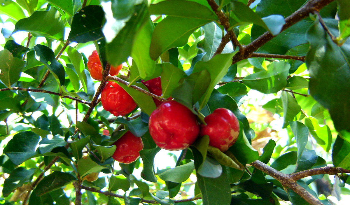 superalimento acerola