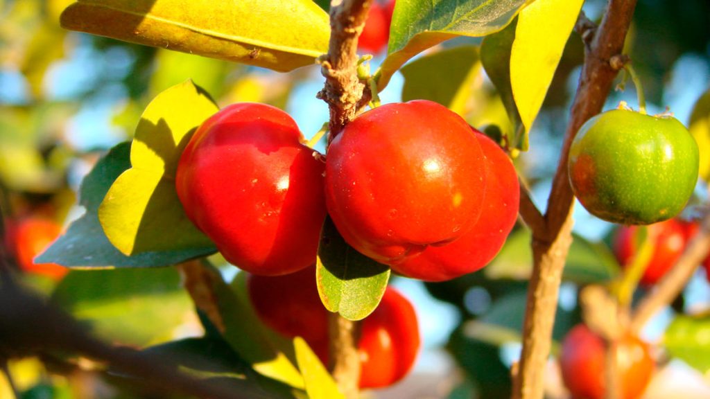 acerola