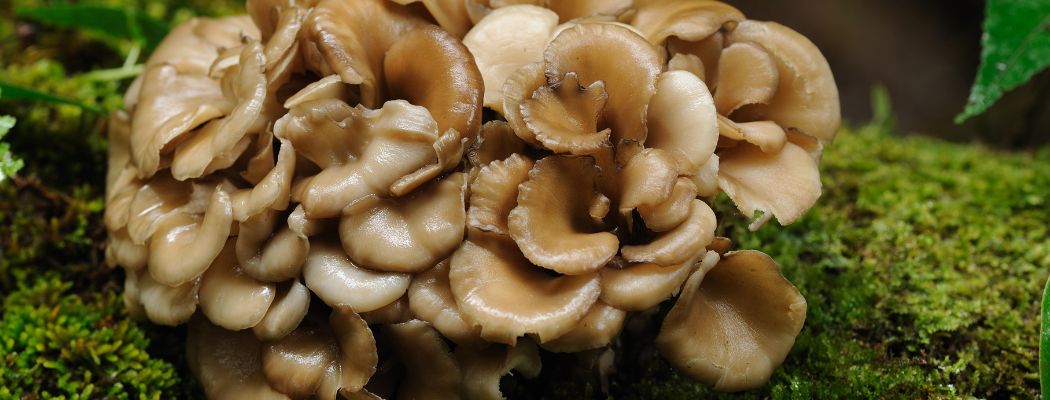 maitake