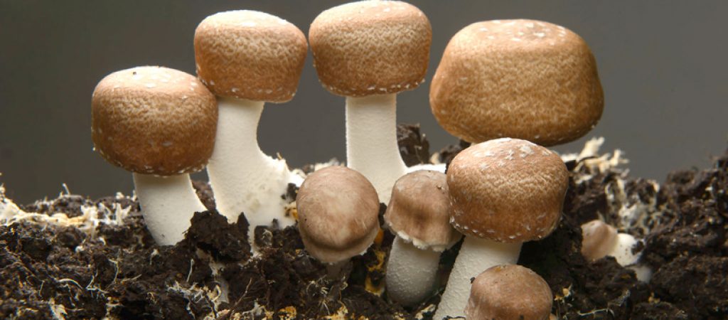 jamur dari brasil