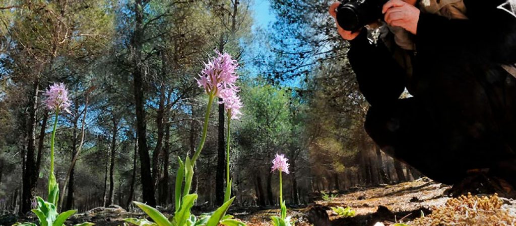 ▷ Orquídeas silvestres y setas, colorida belleza ⊛ Blog de Setas