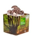 La culture des champignons