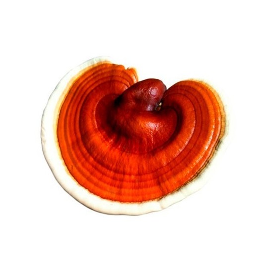 REISHI