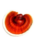 Reishi (Ganoderma lucidum)