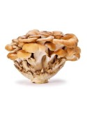 Maitake (Grifola frondosa)