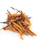 Cordyceps