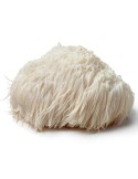 Lions Mane (Hericium erinaceus)