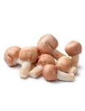 Sun Mushroom (Agaricus blazei)