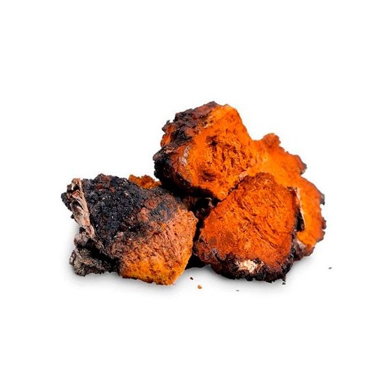 Chaga