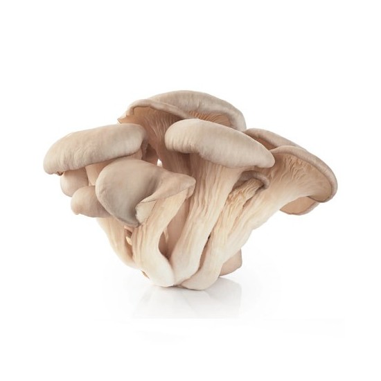 Other medicinal mushrooms