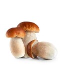 Boletus