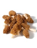 Morel